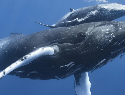 Mai più scontri tra balene e navi: l’AI che salverà i grandi cetacei.
