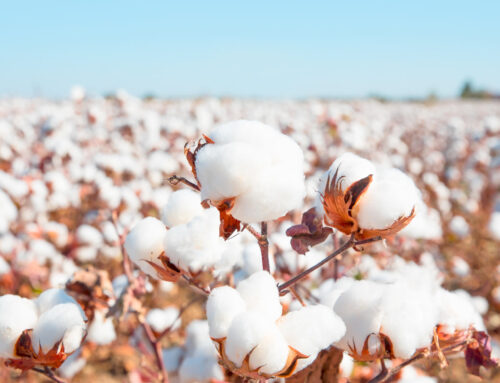 Apulia Regenerative Cotton Project: la moda italiana diventa più sostenibile.
